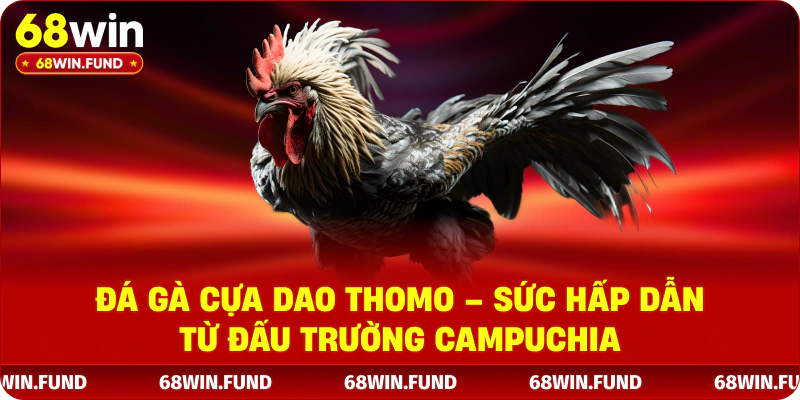 Đá Gà Cựa Dao Thomo – Sức Hấp Dẫn Từ Đấu Trường Campuchia